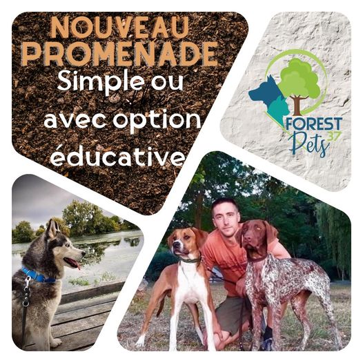 Service promenade simple ou avec éducation - Forest Pets 37 - Azay sur Cher - Indre et Loire